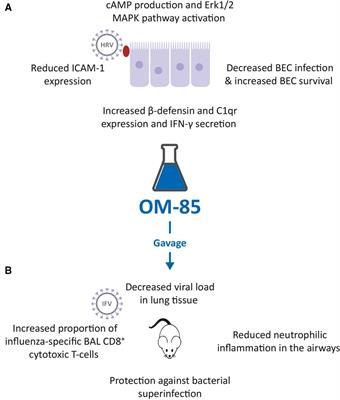 Can bacterial lysates be useful in prevention of viral respiratory infections in childhood? The results of experimental OM-85 studies